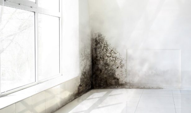 Mold Removal and Remediation Services in Coral Gables