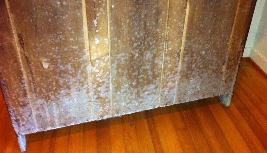 Mold removal from furniture