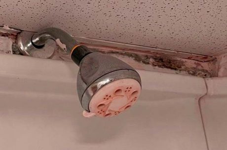 Mold in the Shower