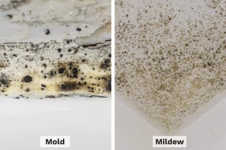 mold or mildew