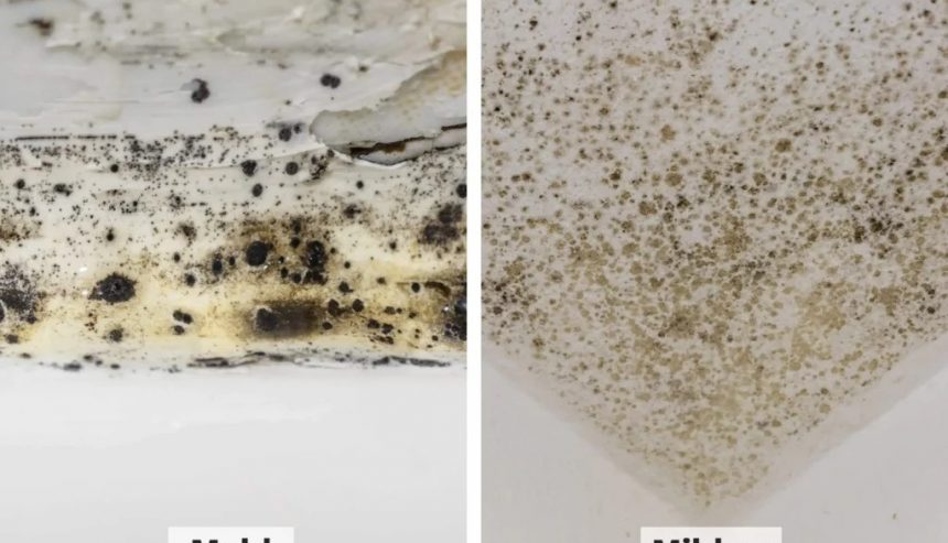 mold or mildew