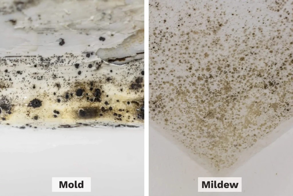 Mold or Mildew: Which One Is More Dangerous?