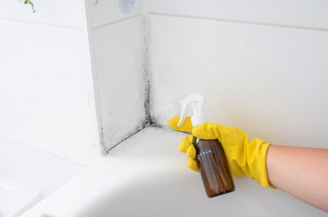 Mold with Vinegar