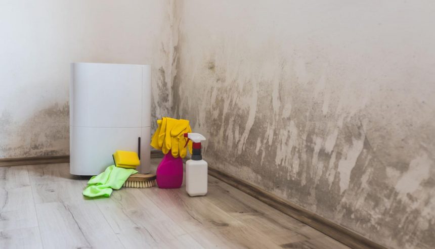 Do Air Purifiers for Mold Really Work