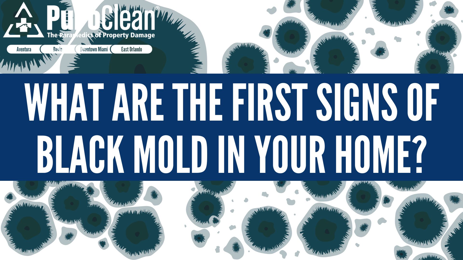 What Are the First Signs of Black Mold in Your Home?
