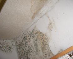 Developed mold on wall before damage remediation is performed