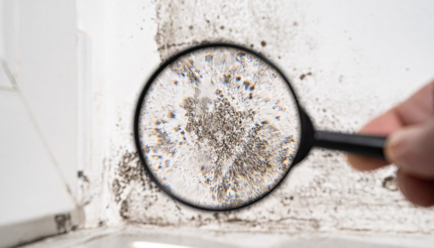 Mold Damage Removal In Manville NJ