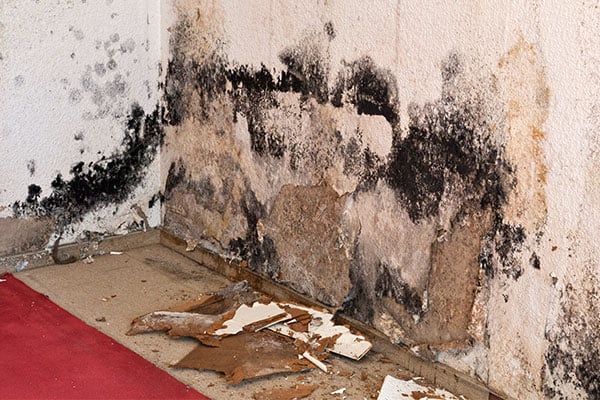 Mold Damage Removal In Manville NJ