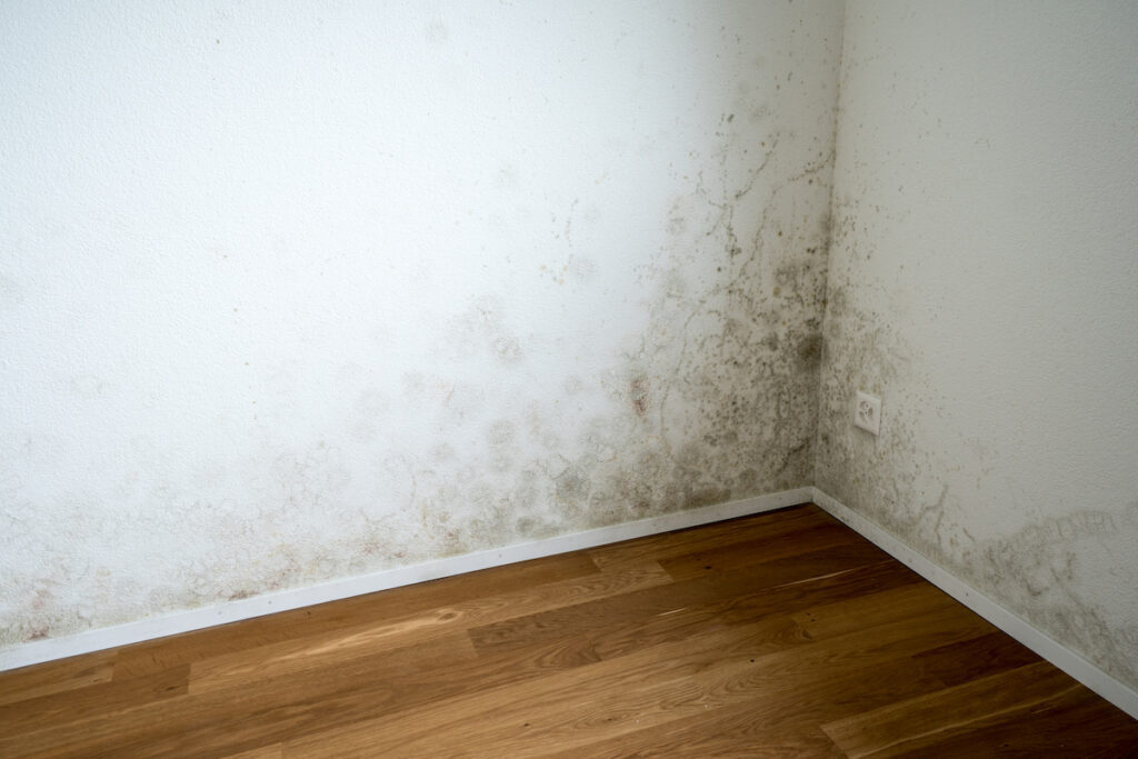 Mold on a wall