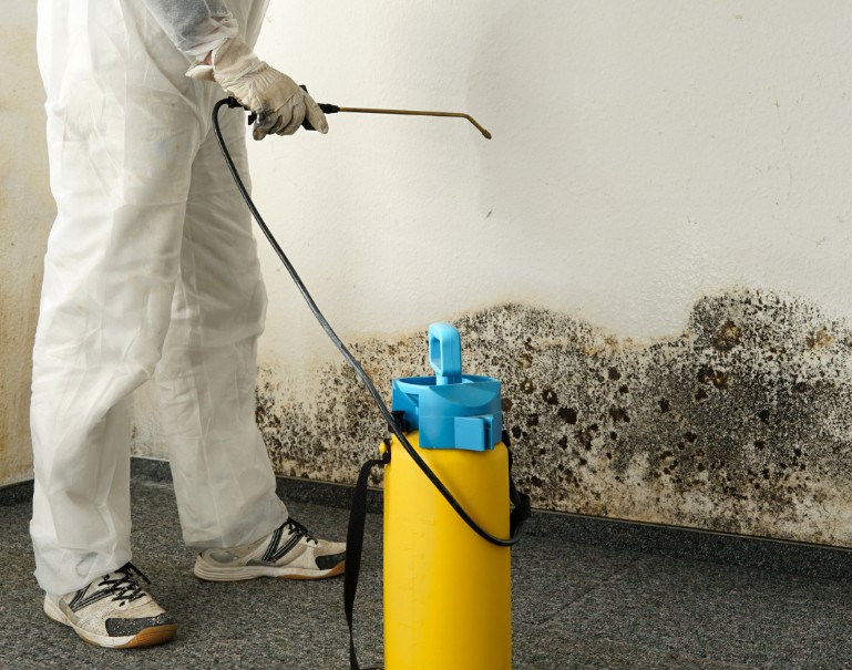 Steps in the Mold Inspection Process