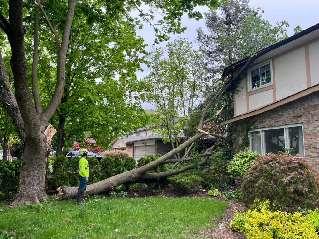 storm damage