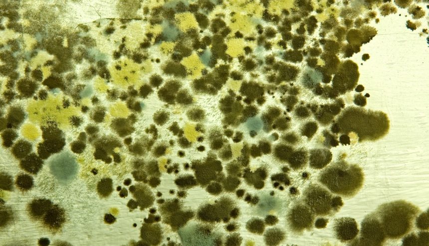indoor mold