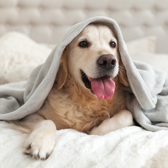 pet odor removal