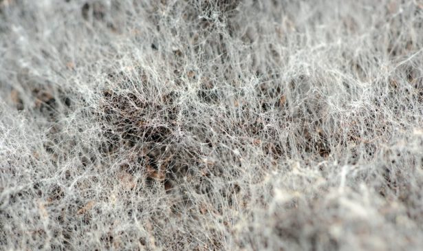 What Is White Mold and Is It Dangerous?