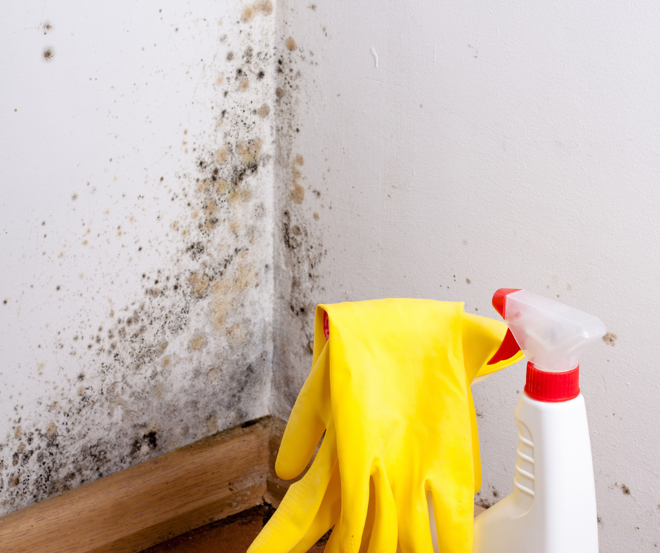 What to Do If You Spot Mold in Your House