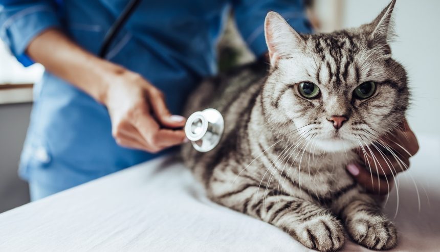 A veterinarian examines a gray tabby cat with a stethoscope in a clinical setting.