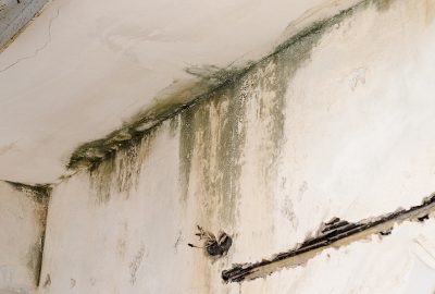 mold growth