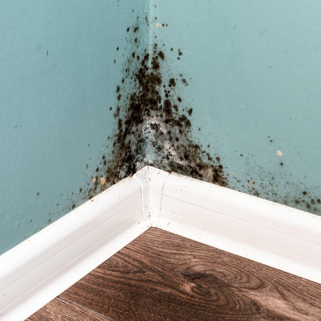 mold spores