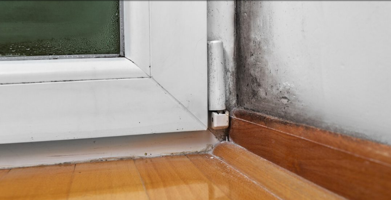 <strong>Mold Removal 101: A Comprehensive Guide by PuroClean</strong>