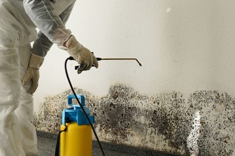 Mold removal experts Nanuet NY