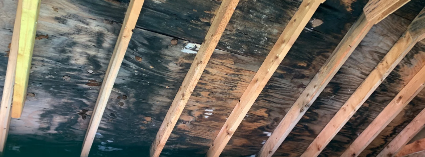 mold remediation in attic