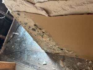 Damaged drywall sheet removed during demolition displaying water stains and clusters of black spots indicative of mold growth on the paper backing