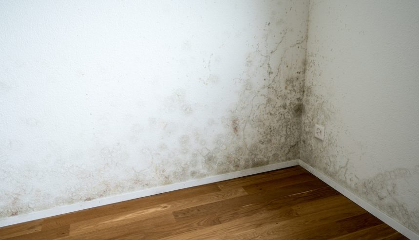 Mold and mildew growth on walls