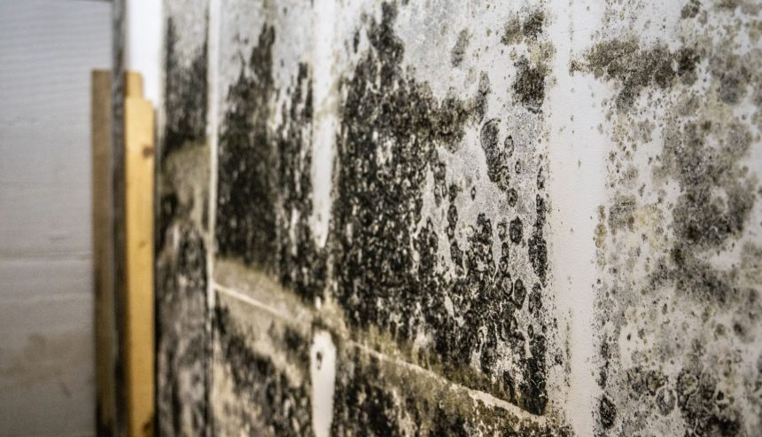 Mold growing on a wall