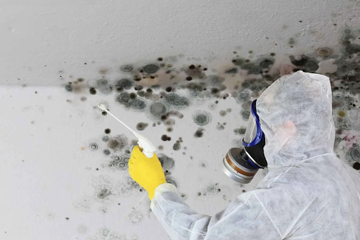 Mold Remediation
