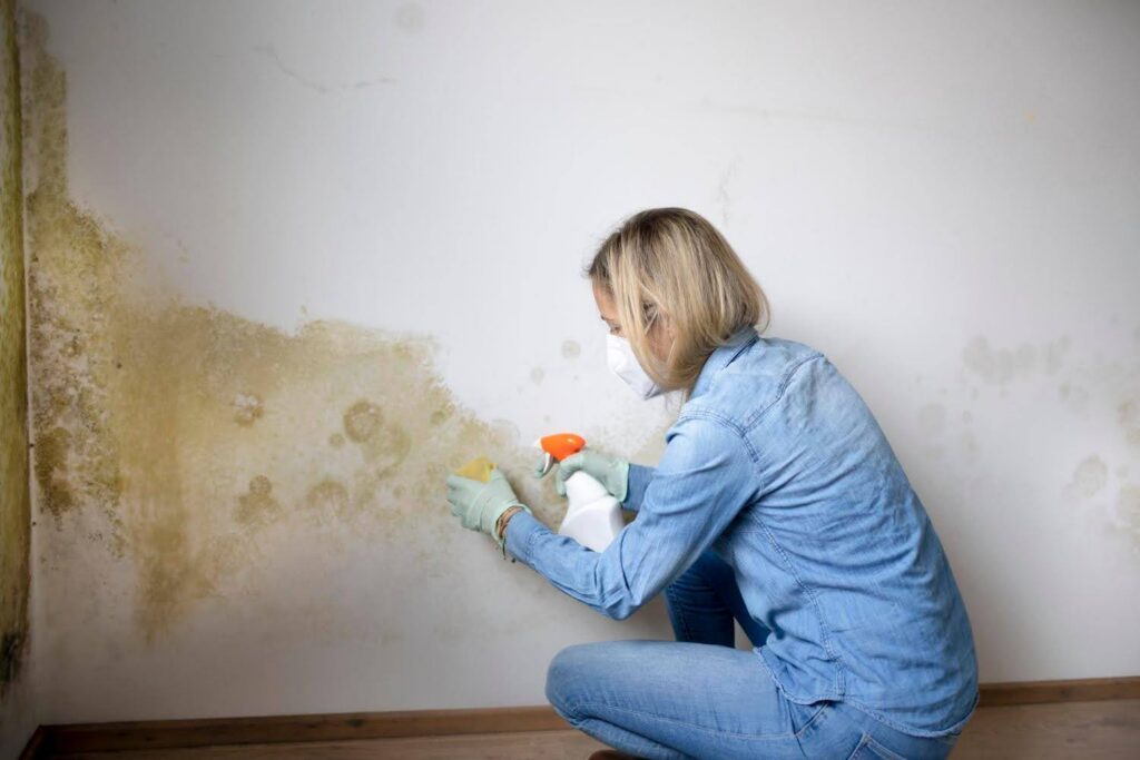 mold growth