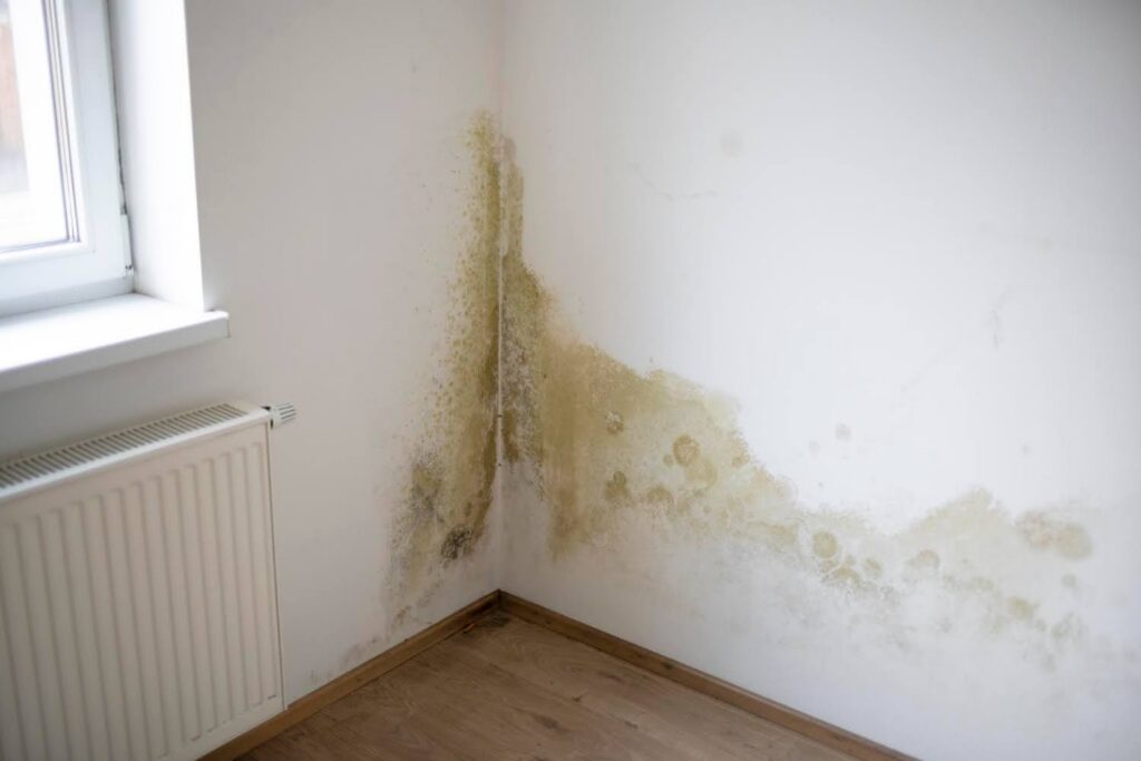 winter mold