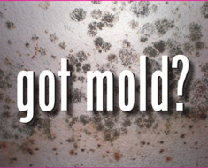 PuroClean of East Nashville, Mold Restoration