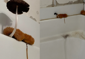 mold cleanup Natick