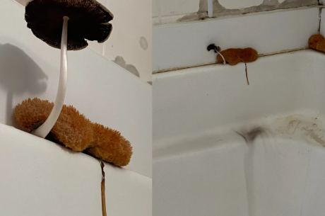 mold cleanup Natick