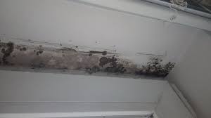 mold cleanup Framingham