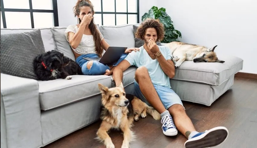 Eliminating Pet Odors Before They Dominate Your Home in New Bedford, Fall River & Cape Cod, MA