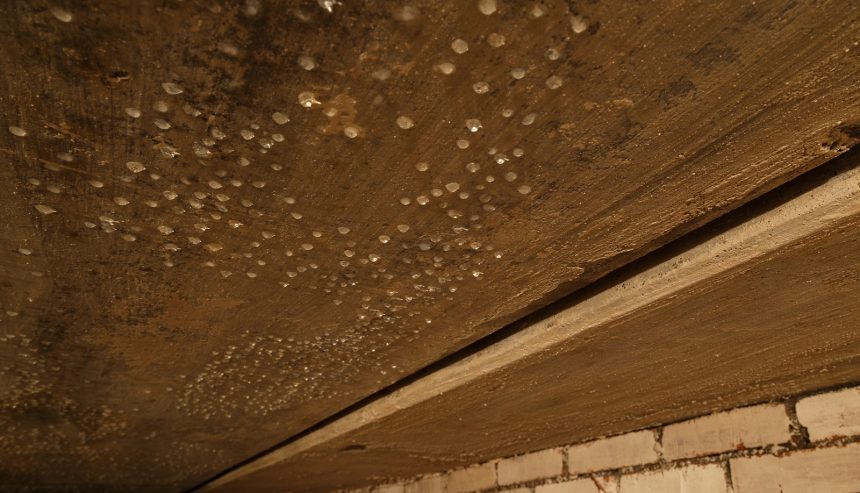 Mold growth on a basement ceiling, highlighting potential moisture issues and the need for flooding prevention.