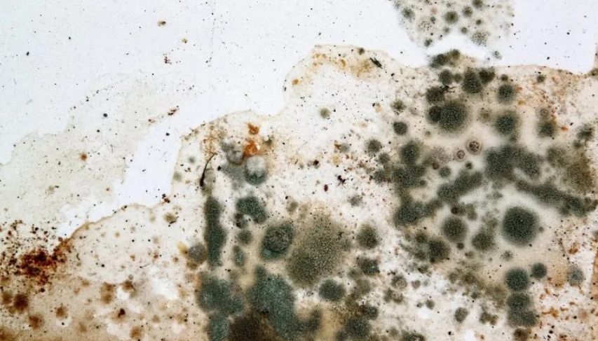 Mold growth on a wall, showing various colors and textures, highlighting the need for removal and prevention methods.