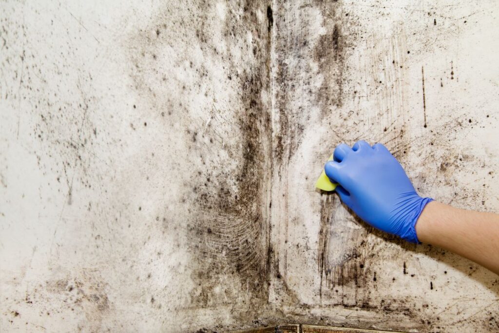 mold-remediation