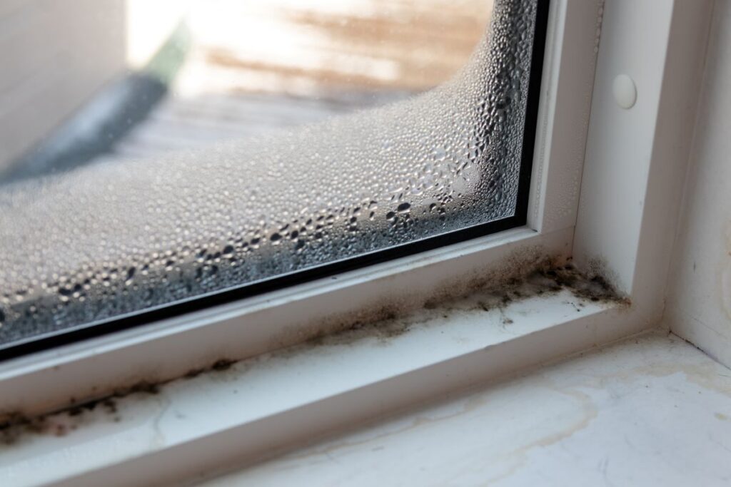dangers-of-mold-in-florida
