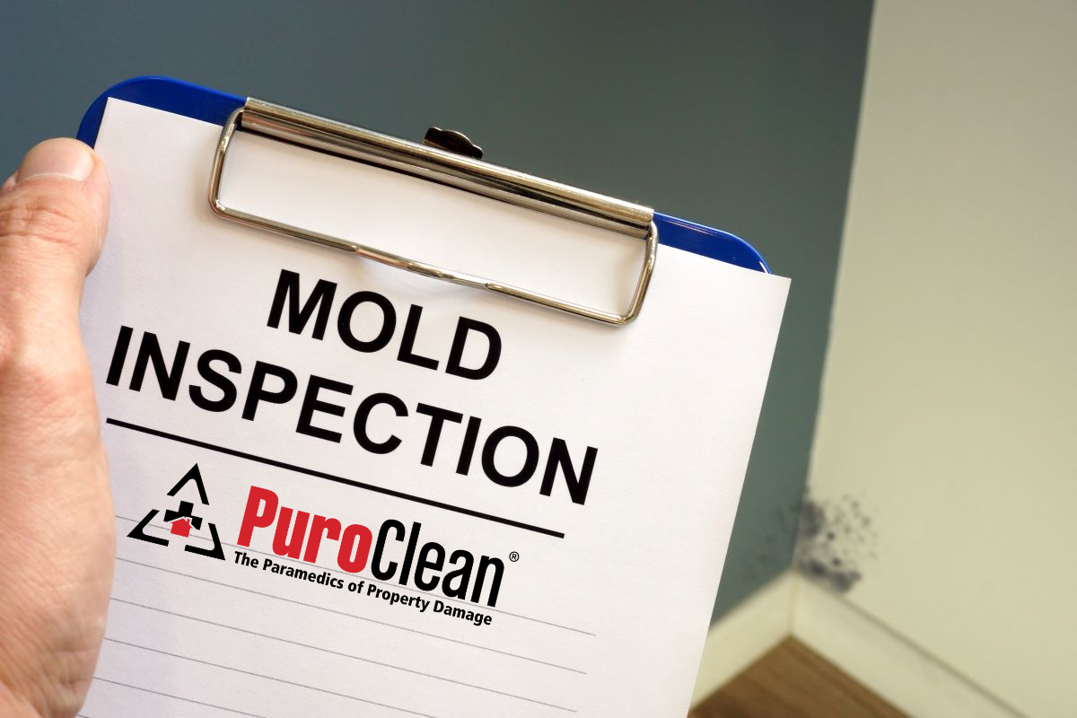 Understanding Mold Inspection and Testing: A Comprehensive Guide