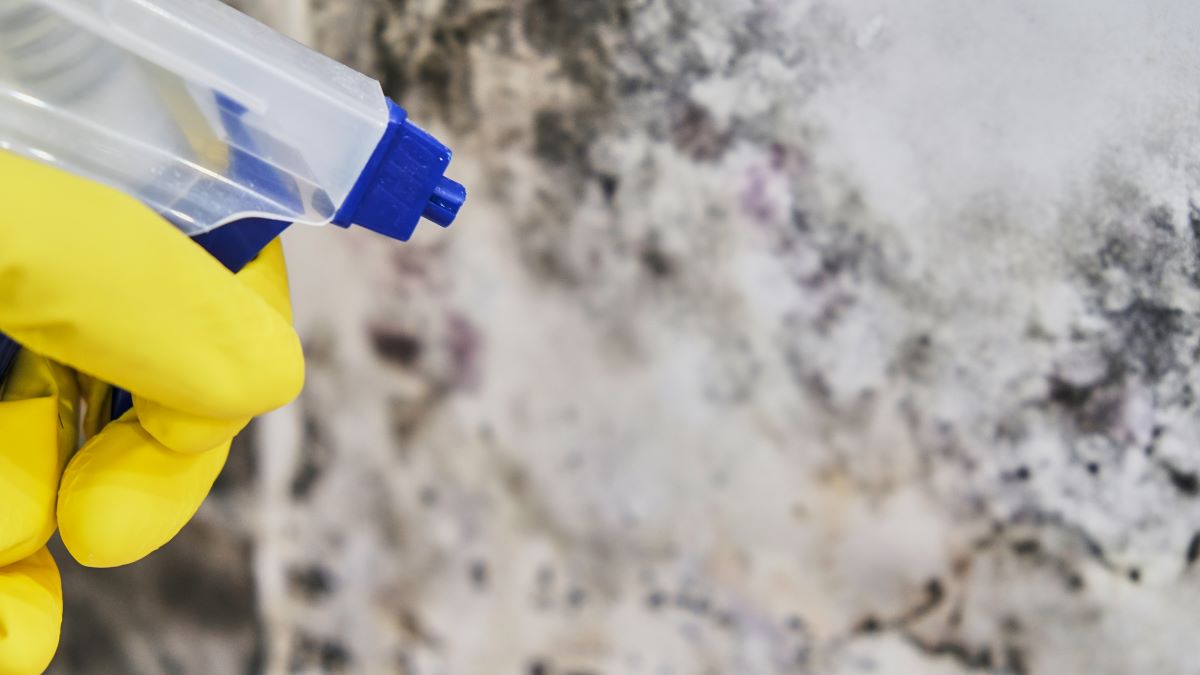 Mold Cleanup in Your Home: Effective DIY Methods and When to Call the Pros