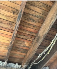 Once the drywall was removed, it was evident that mold remediation would be in order.
