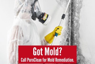 different types of mold