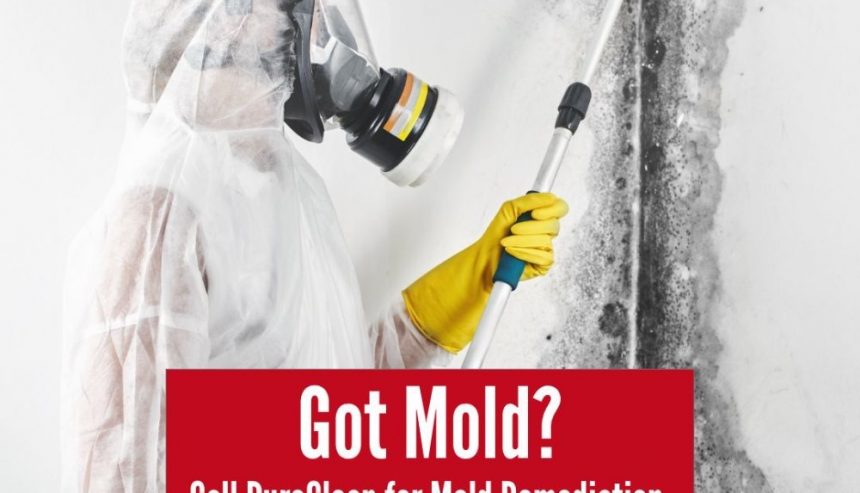 different types of mold
