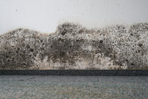 Mold remediation