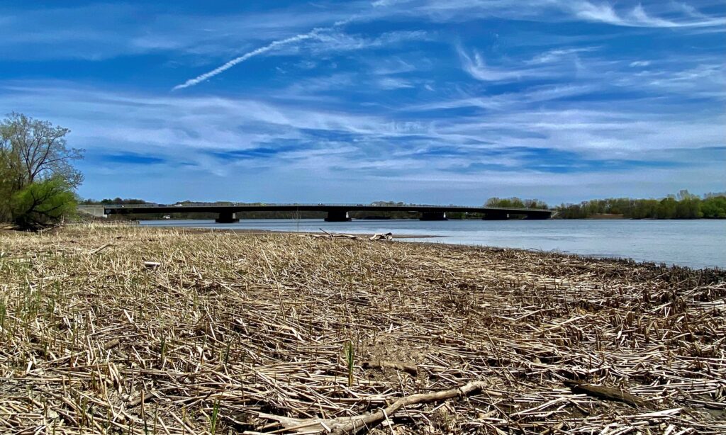 Dry reeds on a riverbank lead to a distant bridge with cars under a bright