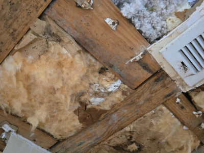 Severe toxic black mold growth on wooden ceiling joists and exposed fiberglass insulation near an air vent.