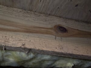 Mold growth showing small black spots spreading along a wooden joist beam and attic insulation.