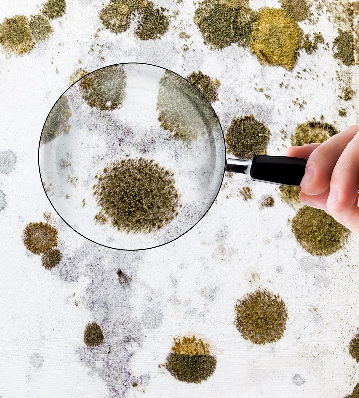 mold removal in Anna